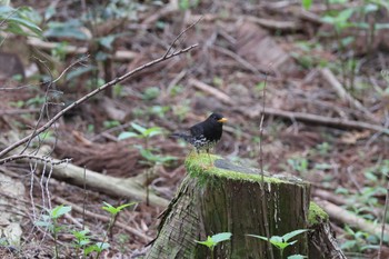 クロツグミ 日向林道 2024年4月21日(日)