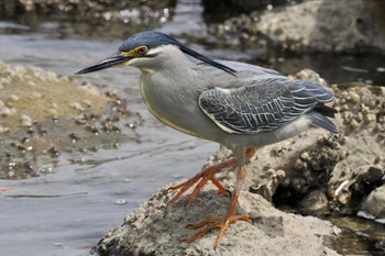 ササゴイ 東京港野鳥公園 2024年4月21日(日)