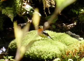 Narcissus Flycatcher 丸火自然公園 Sat, 4/20/2024