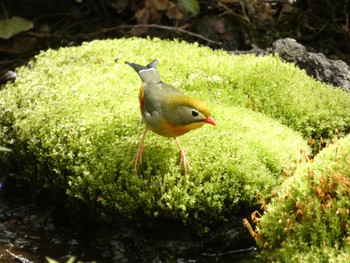 Red-billed Leiothrix 丸火自然公園 Sat, 4/20/2024