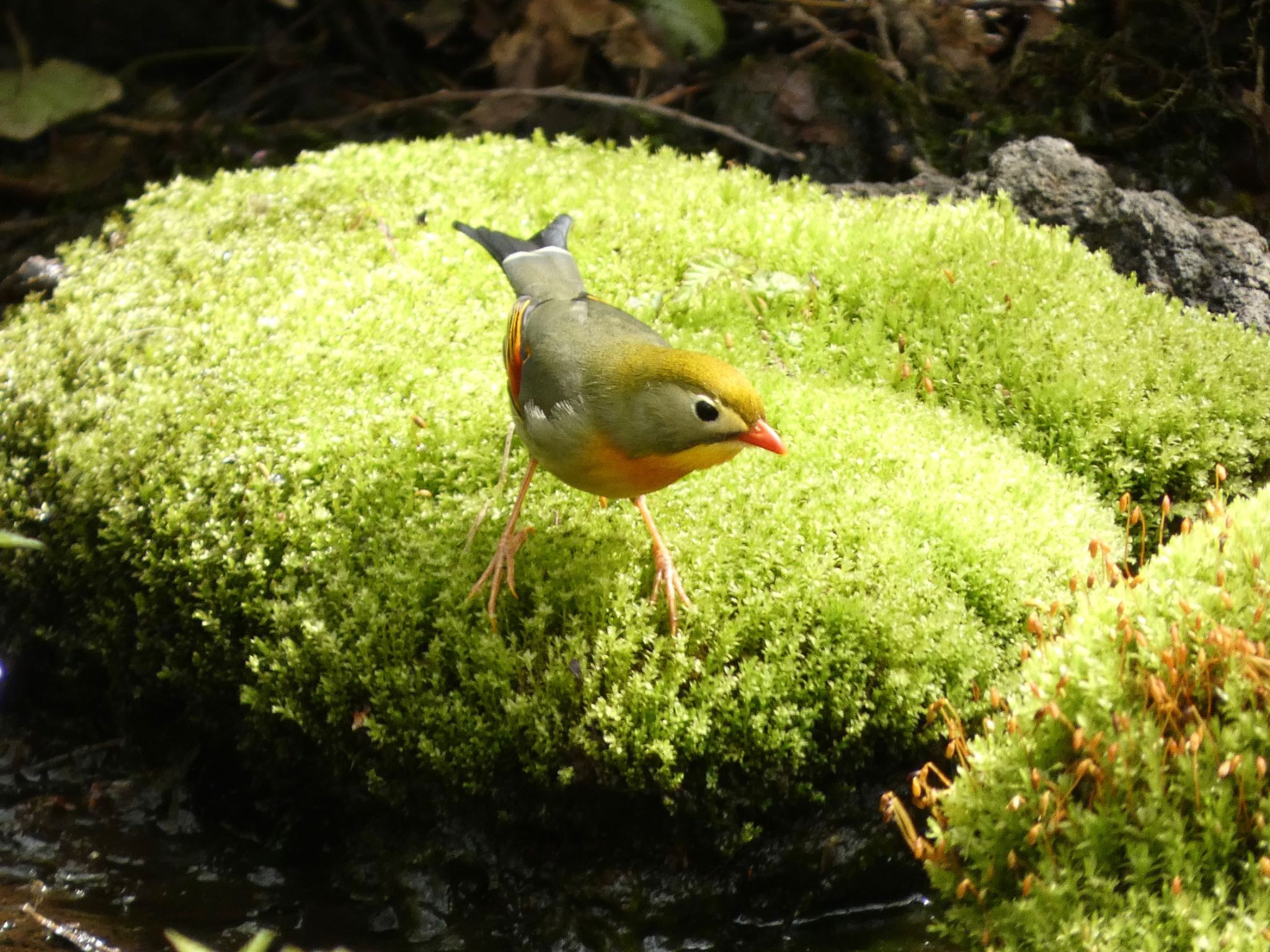 Photo of Red-billed Leiothrix at 丸火自然公園 by koshi