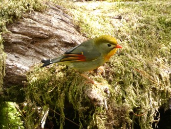 Red-billed Leiothrix 丸火自然公園 Sat, 4/20/2024