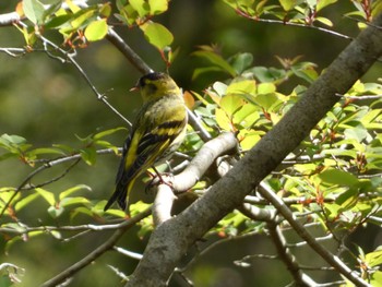 Eurasian Siskin 丸火自然公園 Sat, 4/20/2024