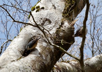 Eurasian Nuthatch 西臼杵 Sat, 4/20/2024