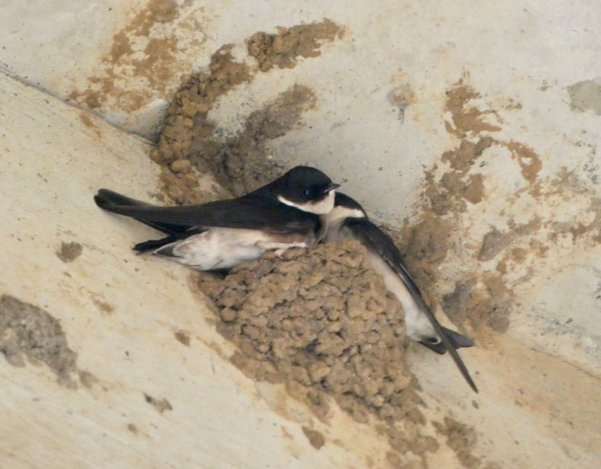 Asian House Martin