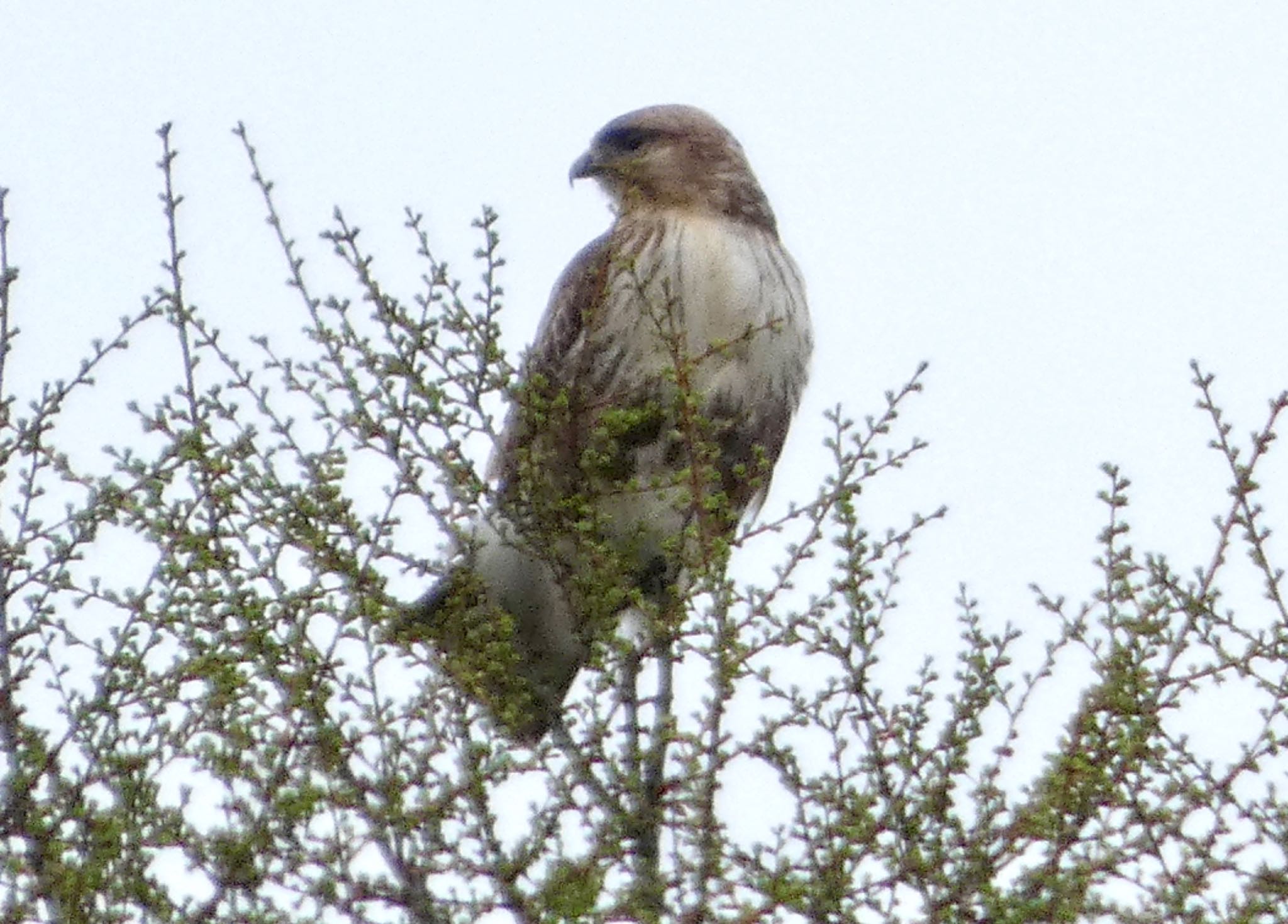 Eastern Buzzard