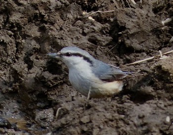 Eurasian Nuthatch JGSDF Kita-Fuji Exercise Area Sun, 4/21/2024