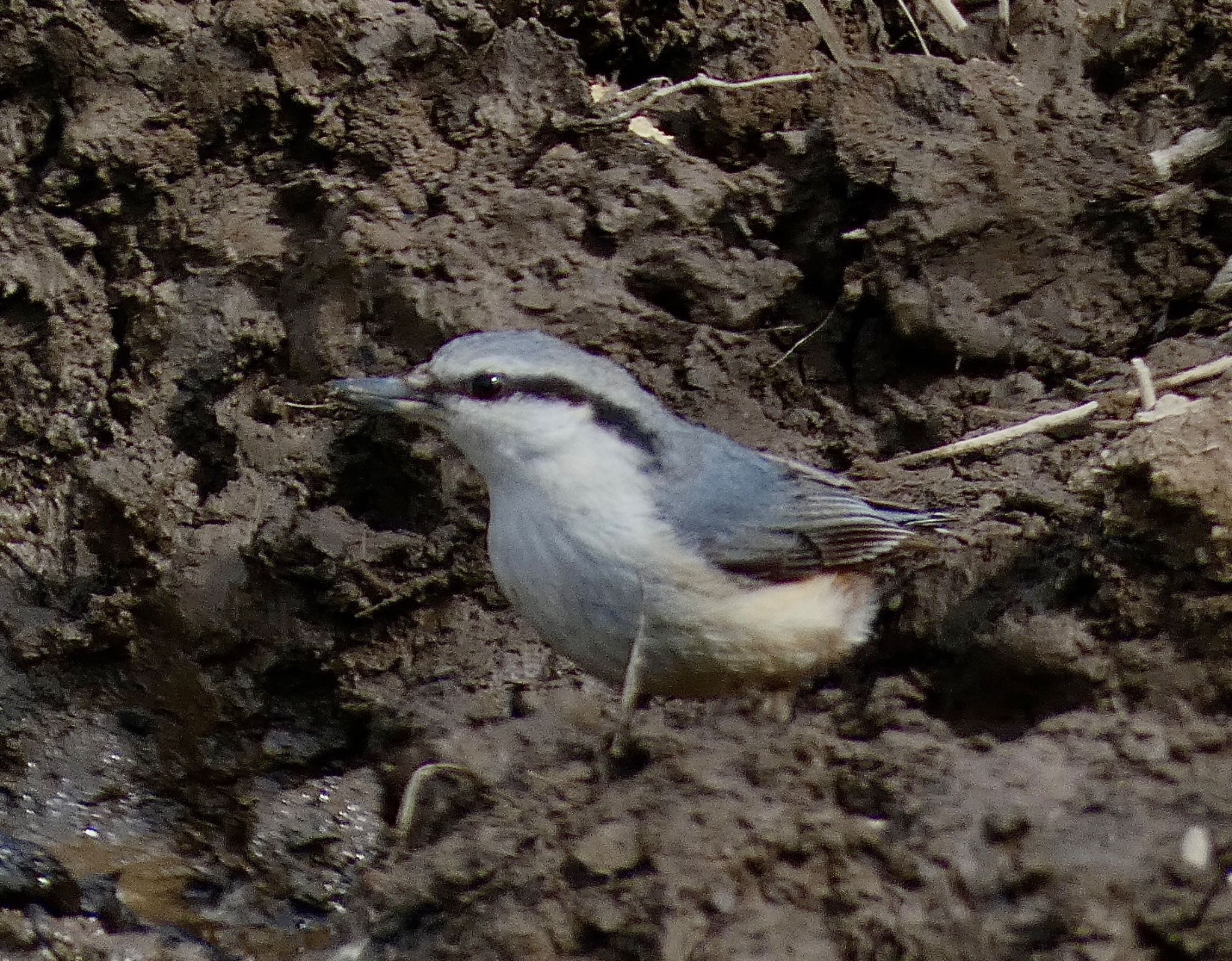 Photo of Eurasian Nuthatch at JGSDF Kita-Fuji Exercise Area by koshi