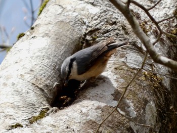 Eurasian Nuthatch 西臼杵 Sat, 4/20/2024