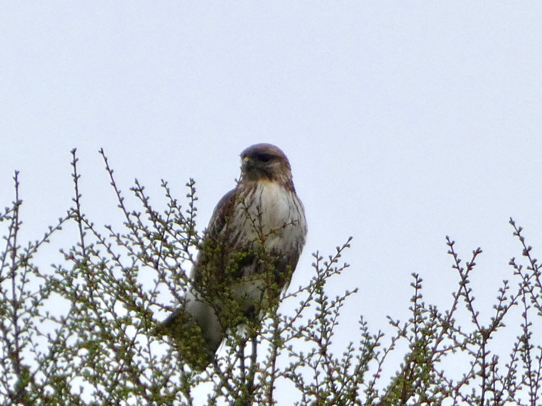 Photo of Eastern Buzzard at JGSDF Kita-Fuji Exercise Area by koshi