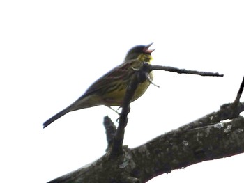 Masked Bunting JGSDF Kita-Fuji Exercise Area Sun, 4/21/2024