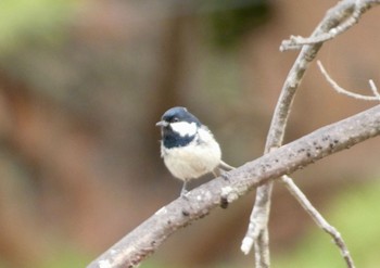 Coal Tit JGSDF Kita-Fuji Exercise Area Sun, 4/21/2024