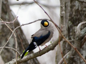 Japanese Grosbeak JGSDF Kita-Fuji Exercise Area Sun, 4/21/2024