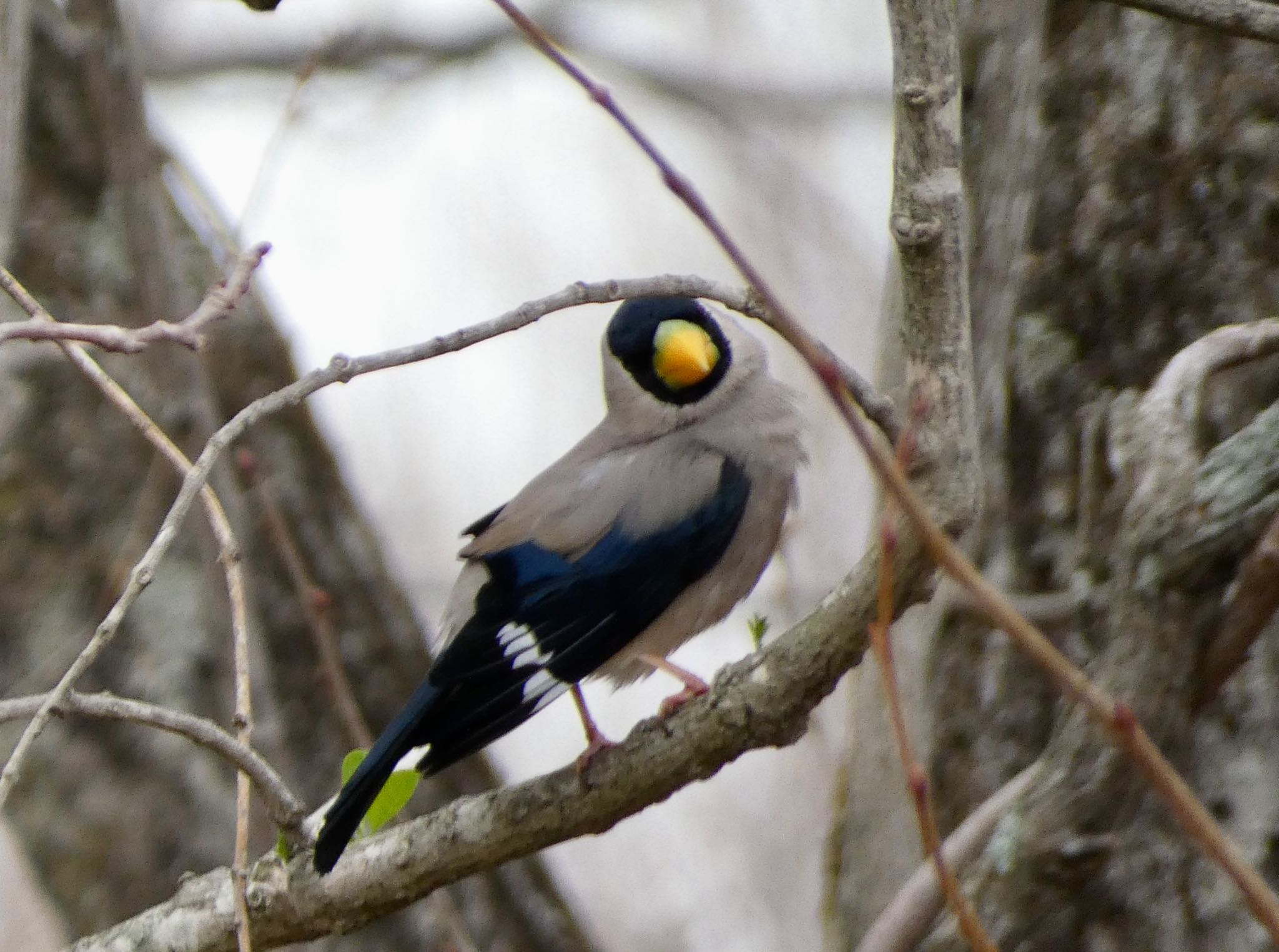 Photo of Japanese Grosbeak at JGSDF Kita-Fuji Exercise Area by koshi