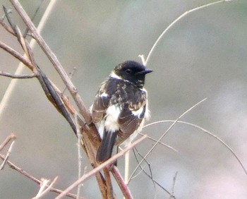 Amur Stonechat JGSDF Kita-Fuji Exercise Area Sun, 4/21/2024