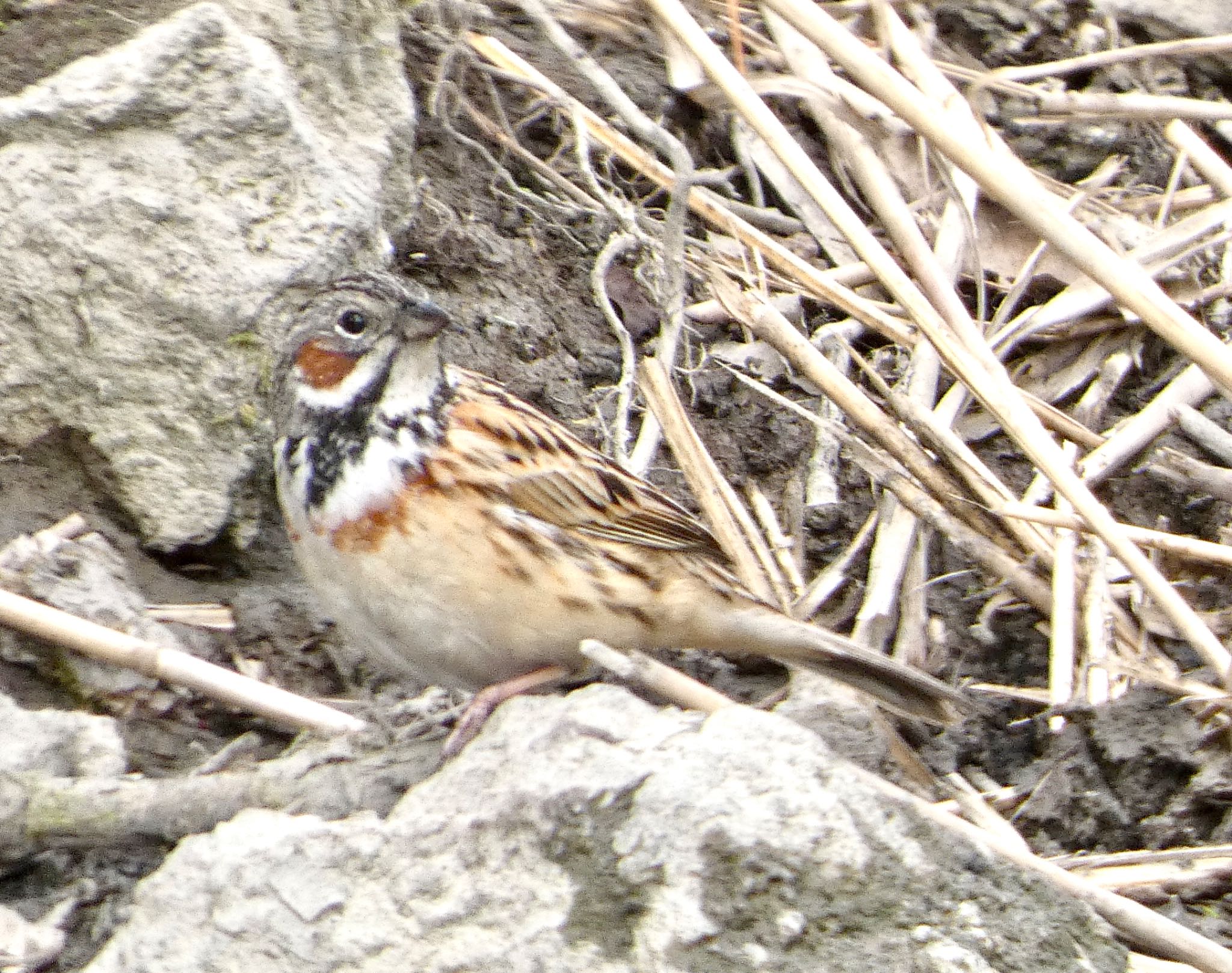 Chestnut-eared Bunting