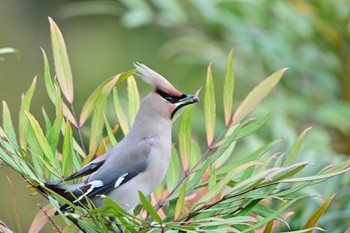 Bohemian Waxwing 川崎市 Tue, 3/19/2024