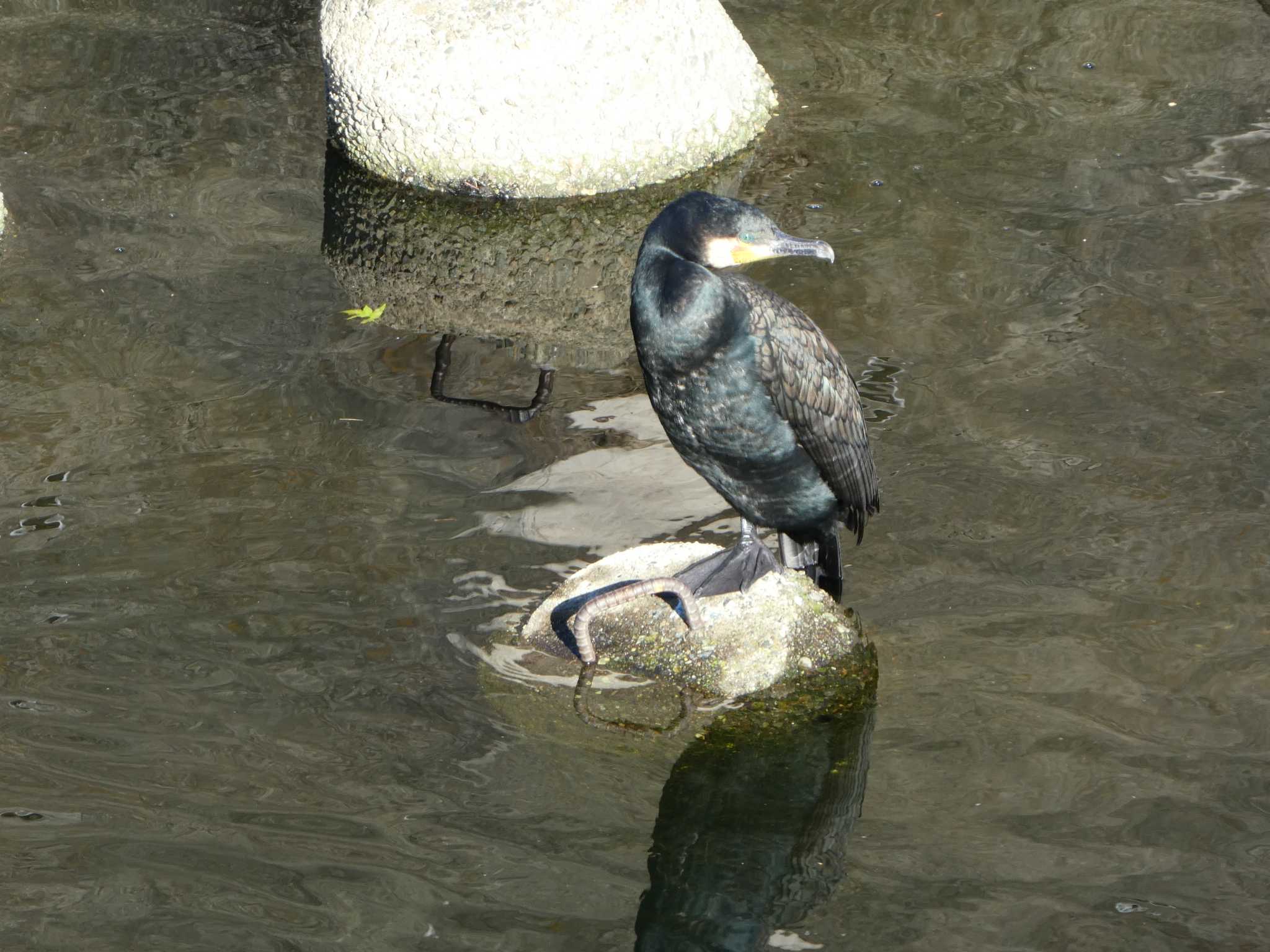 恩田川(高瀬橋付近) カワウの写真 by Kozakuraband