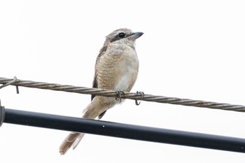 Brown Shrike(lucionensis) Ishigaki Island Wed, 4/24/2024