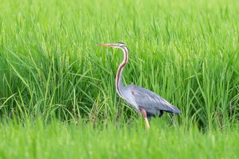 Purple Heron Ishigaki Island Wed, 4/24/2024