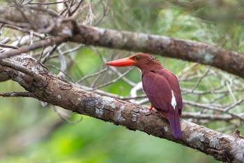 Ruddy Kingfisher(bangsi) Ishigaki Island Wed, 4/24/2024