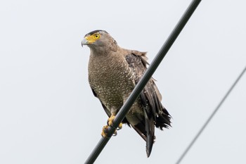 Crested Serpent Eagle Ishigaki Island Wed, 4/24/2024