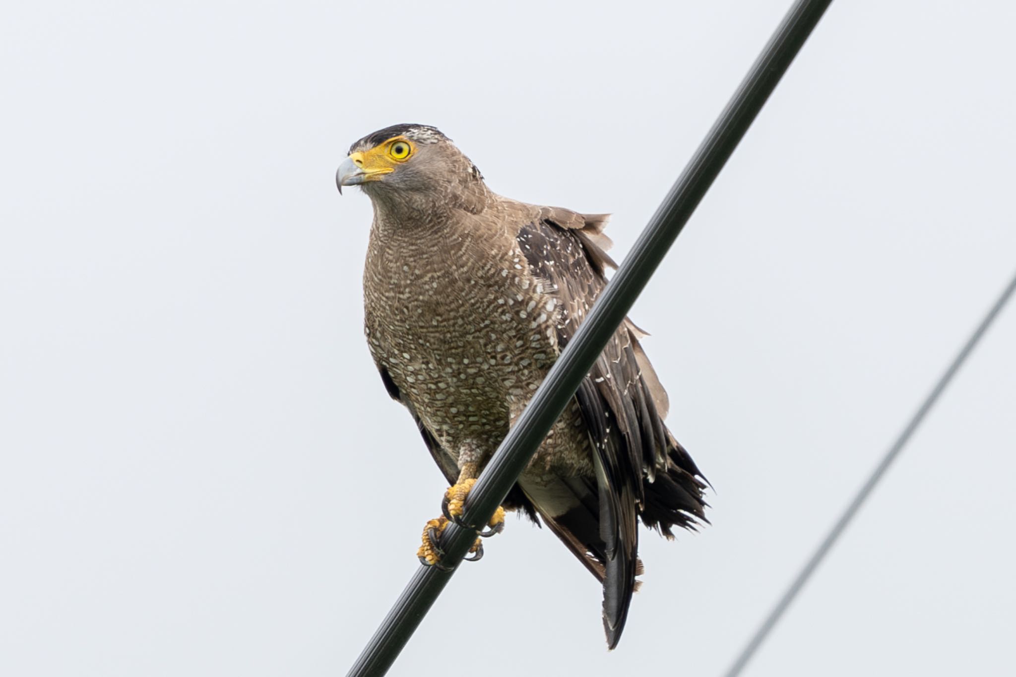 Photo of Crested Serpent Eagle at Ishigaki Island by PEBBLE