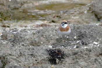 Greater Sand Plover Ishigaki Island Sat, 4/6/2024