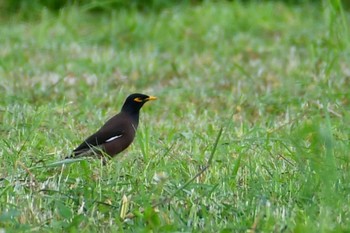 Common Myna Ishigaki Island Sat, 4/6/2024