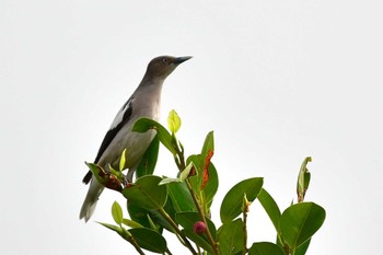 White-shouldered Starling Ishigaki Island Sat, 4/6/2024