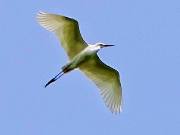 Little Egret Maioka Park Thu, 4/25/2024