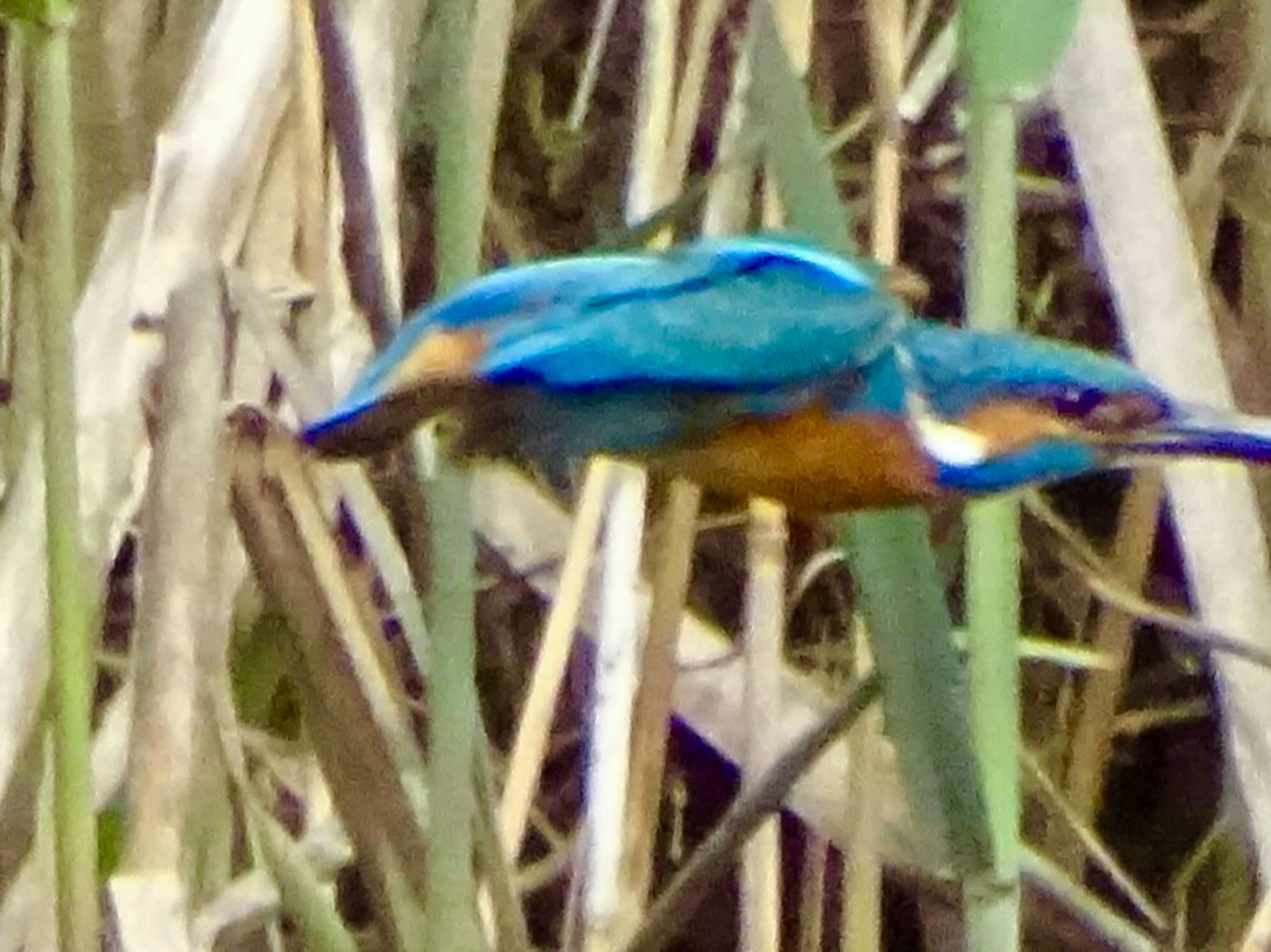 Photo of Common Kingfisher at Maioka Park by KAWASEMIぴー