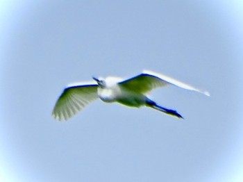 Little Egret Maioka Park Thu, 4/25/2024