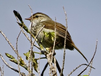 Japanese Bush Warbler Maioka Park Thu, 4/25/2024