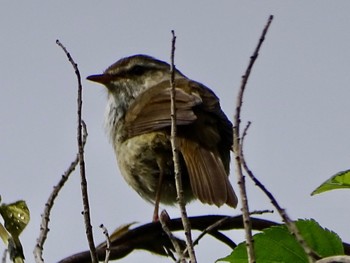 Japanese Bush Warbler Maioka Park Thu, 4/25/2024