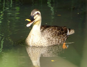 Eastern Spot-billed Duck Maioka Park Thu, 4/25/2024