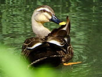 Eastern Spot-billed Duck Maioka Park Thu, 4/25/2024