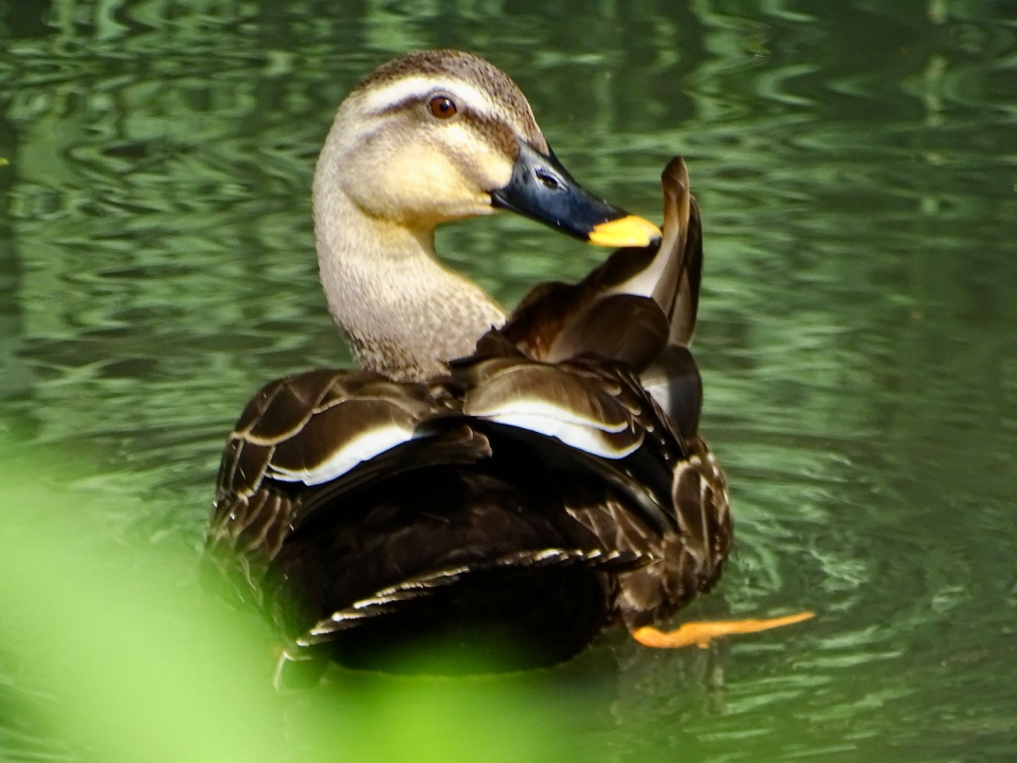 Photo of Eastern Spot-billed Duck at Maioka Park by KAWASEMIぴー