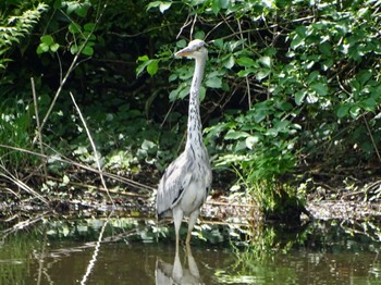 Grey Heron Maioka Park Thu, 4/25/2024