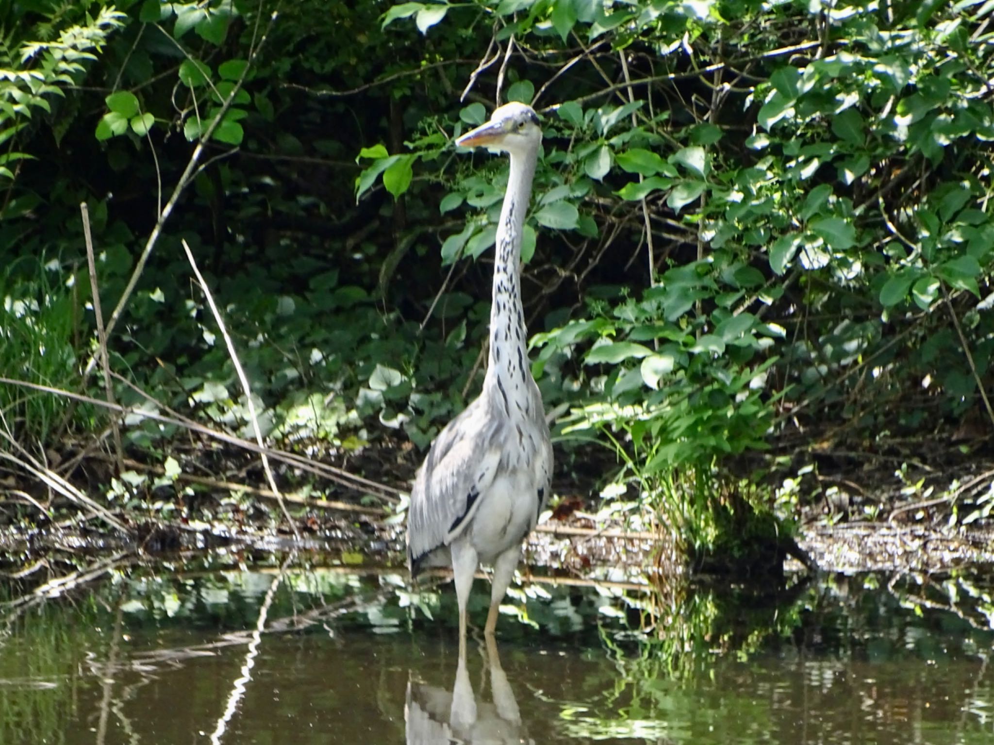 Photo of Grey Heron at Maioka Park by KAWASEMIぴー