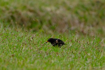 Japanese Thrush 丸火自然公園 Sun, 4/21/2024