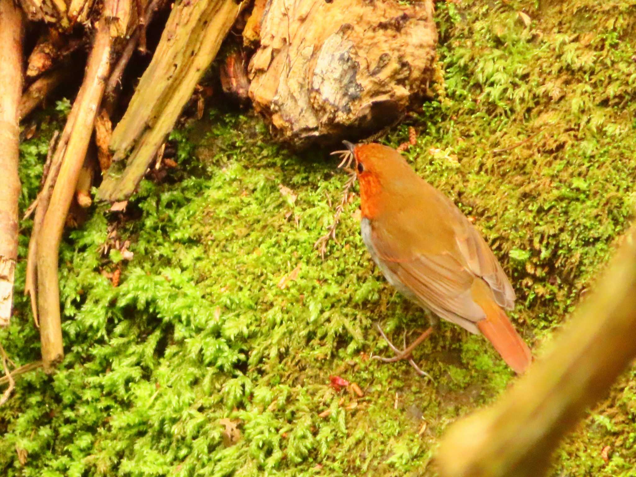 Japanese Robin