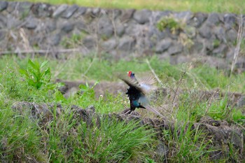 Green Pheasant 富士宮市 Sat, 4/20/2024