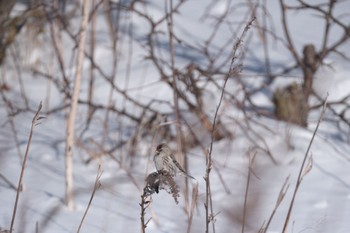 Common Redpoll Notsuke Peninsula Sat, 1/27/2024