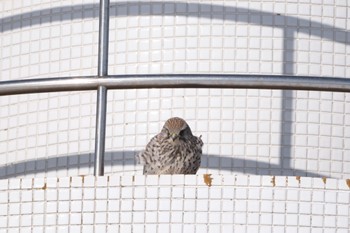 Common Kestrel Notsuke Peninsula Sat, 1/27/2024