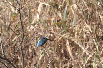 Common Kingfisher くろんど池 Sun, 2/11/2024