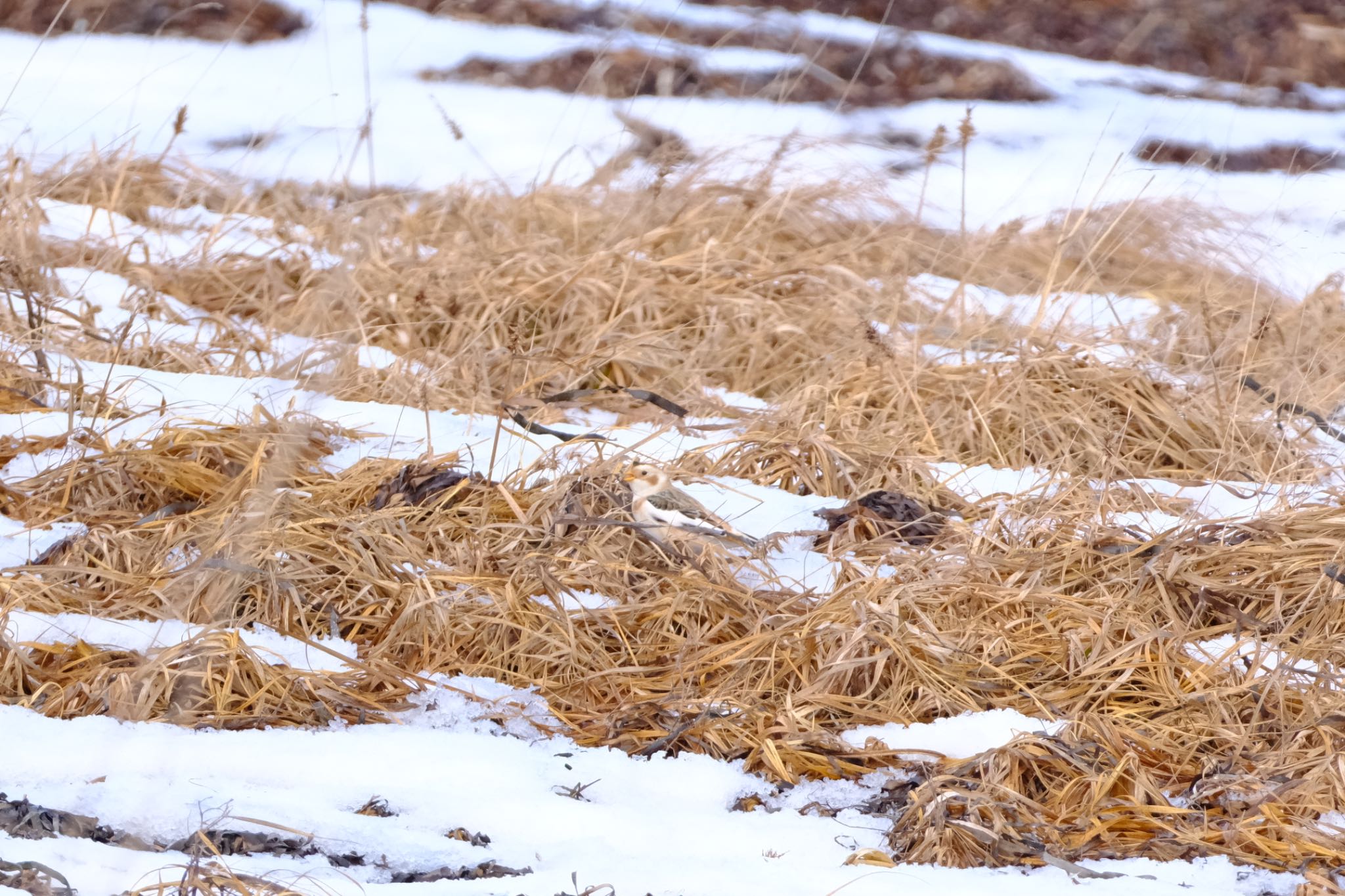 Photo of Snow Bunting at Notsuke Peninsula by グンシン