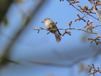 コサメビタキ 太白山自然観察の森 2024年4月20日(土)