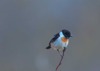 Amur Stonechat 長野県 Sun, 4/21/2024