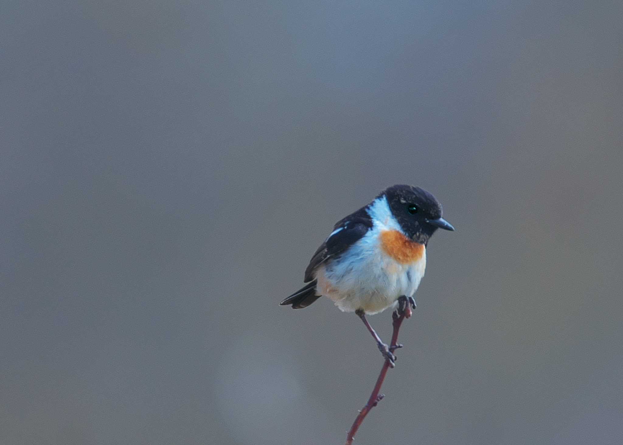 Photo of Amur Stonechat at 長野県 by snipe